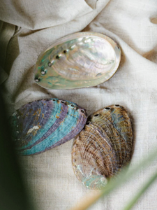 Abalone Shell for Palo Santo - UPSIMPLY